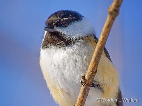 Chickadee Closeup_52736.jpg - Black-capped Chickadee (Poecile atricapillus) photographed at Ottawa, Ontario - the capital of Canada.